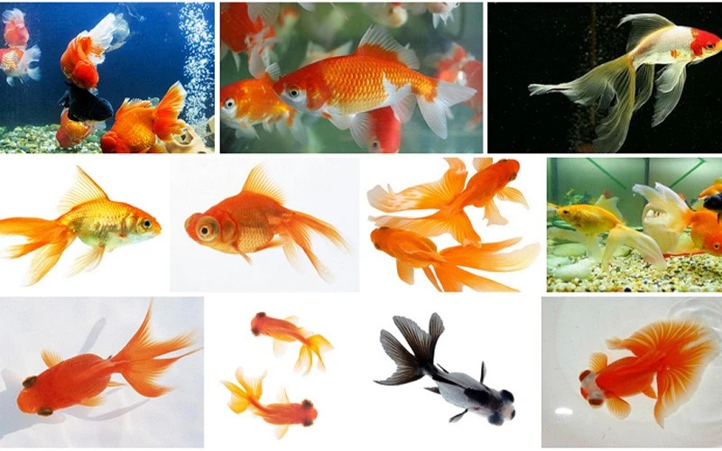 goldfish goldfish