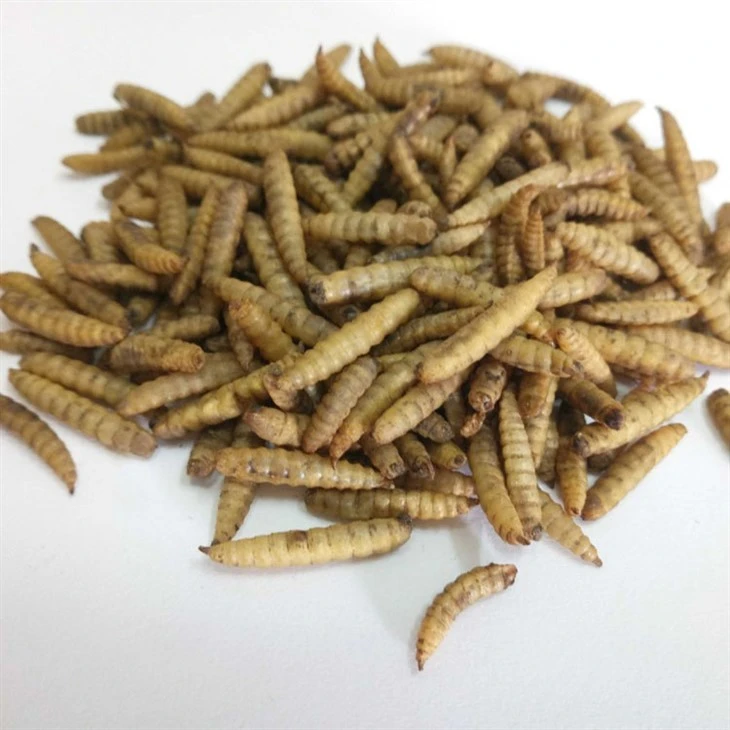 Singular Microwaved Dried BSF Larvae Fish Food Singular Microwaved Dried BSF Larvae Fish Food